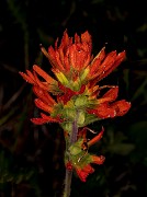Castilleja applegatei 18-9305